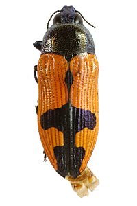 Castiarina aeneicornis, PL0847, female, from Grevillea pterosperma, EP, 8.6 × 3.0 mm